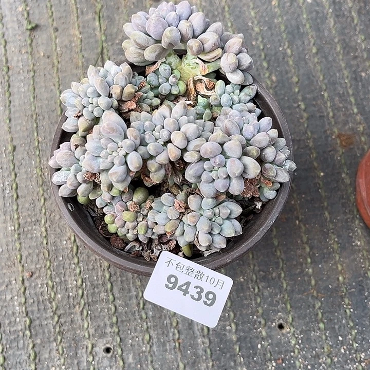 阿雅园艺。       9439星黛露