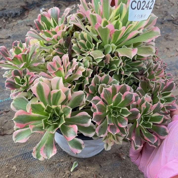 242 多肉法师不包断枝