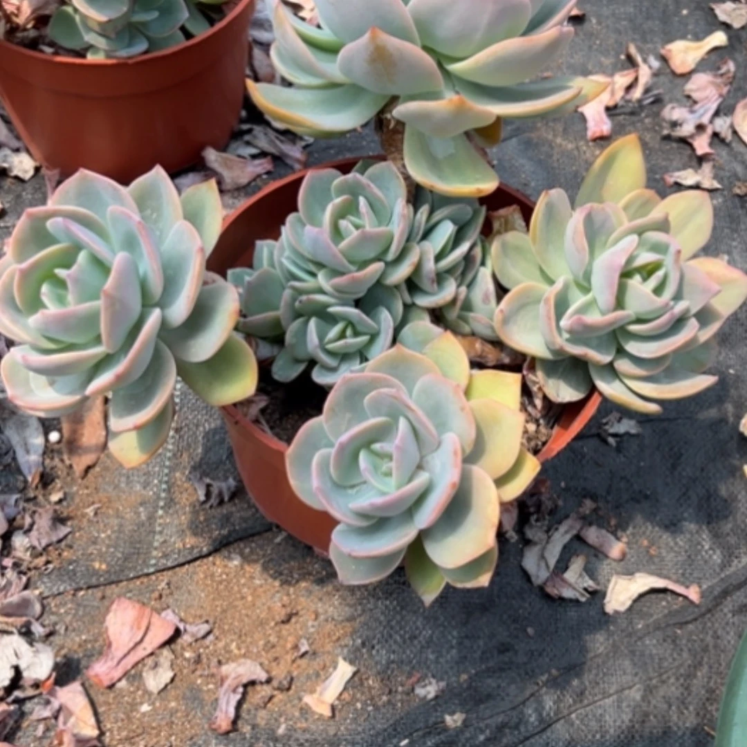 【闪购商品】任****）凤