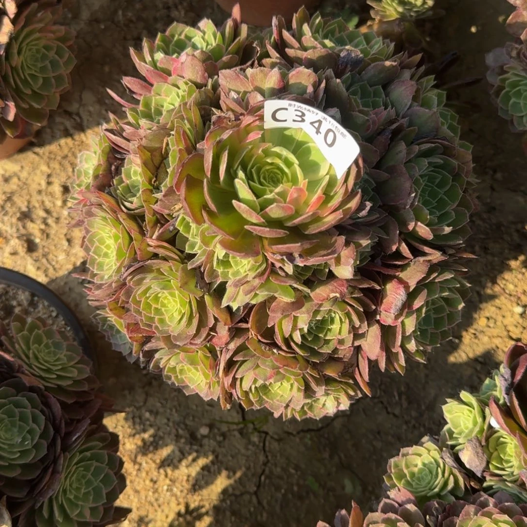 家****宝340万花筒多肉植物