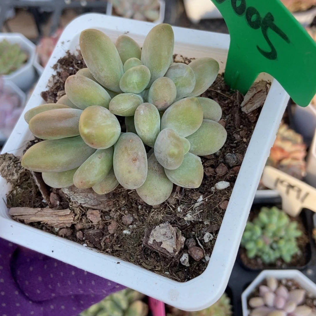 3005芒果奶多肉植物多肉