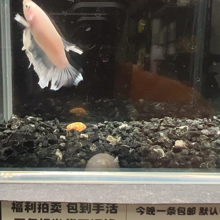 斗鱼跑单拉黑4日79