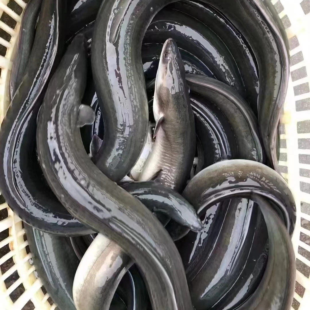 鳗鱼一条750-800克（需要收拾备注）