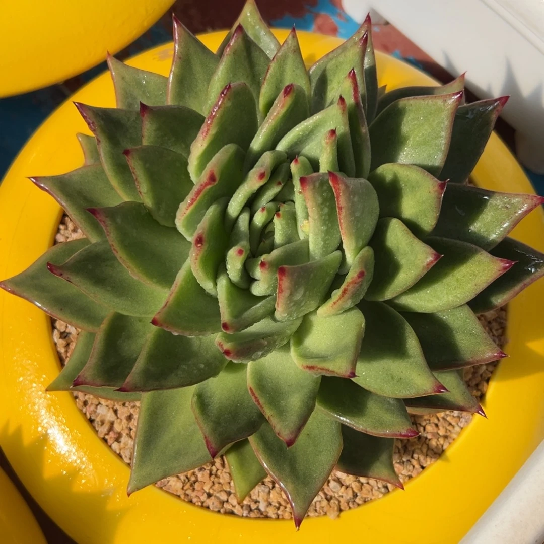 多肉植物一物一拍（92号）