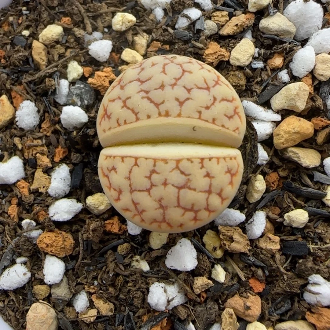 244 生石花大棚直播