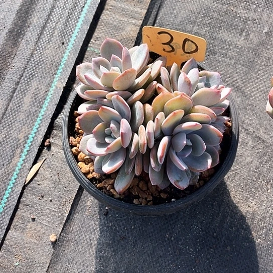 熙***吖奶茶30号码牌子的话题