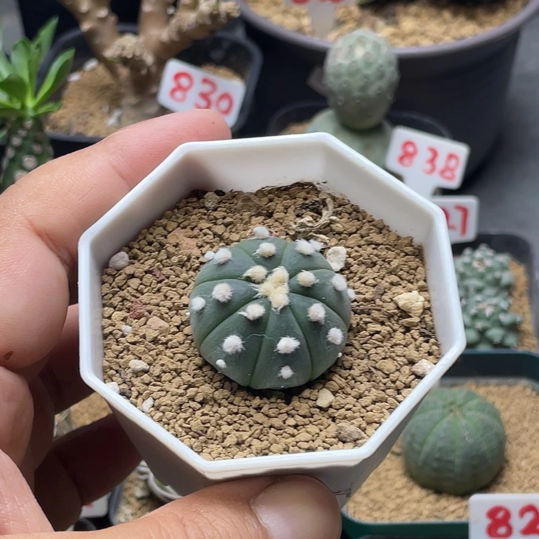 小***希粉丝专拍仙人球多肉