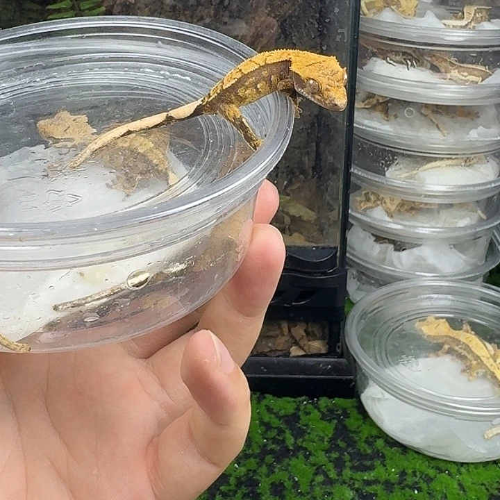 睫角守宫红底三色