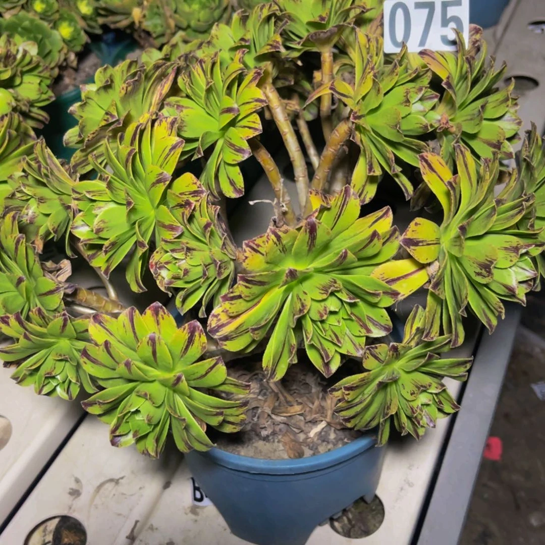 必火法师7/////////////44包邮