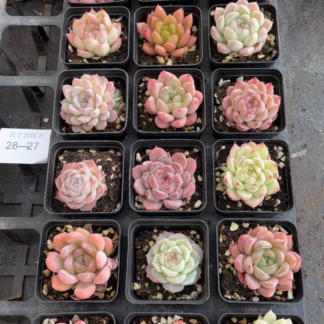 一物一拍18棵28-27