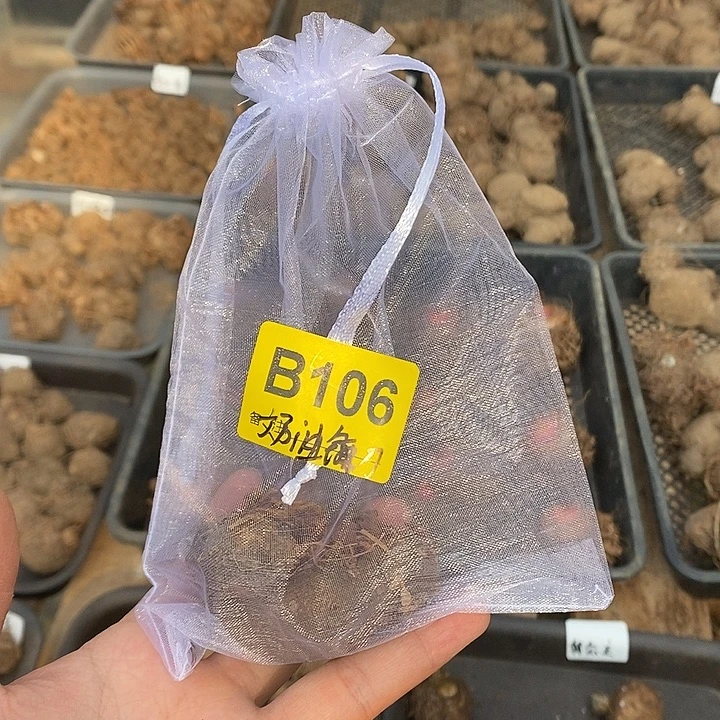 完全开放奶油镰刀B106禁退不售后