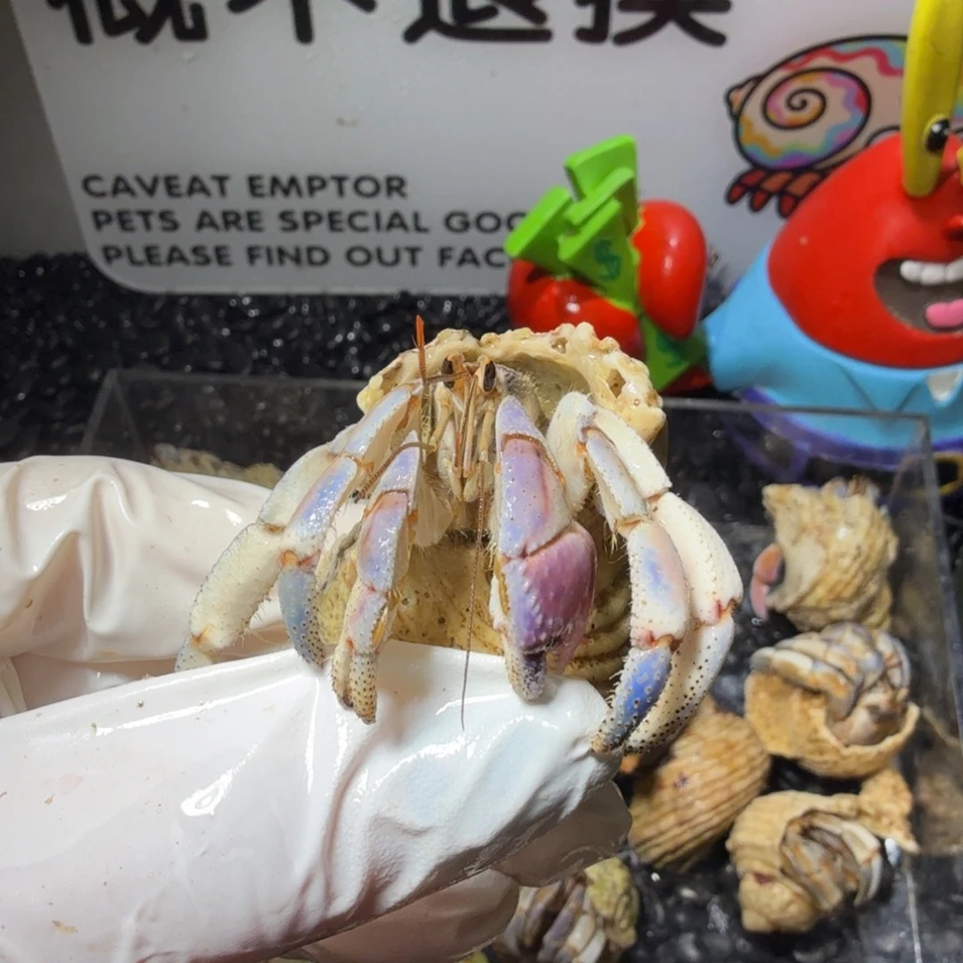 海水鱼2.1口淡紫粉