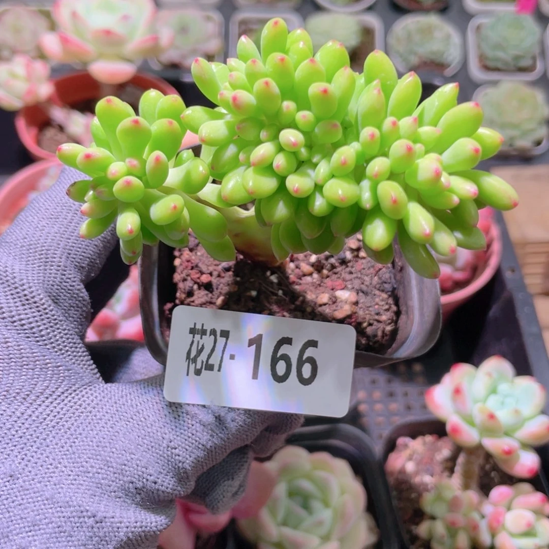花利美27-166青松缀化