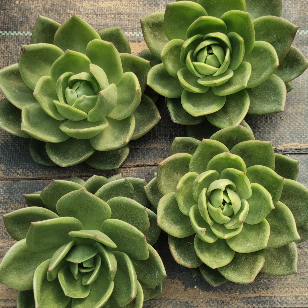 翠花多肉植物绿植阳台露台栽种养护好养易打理