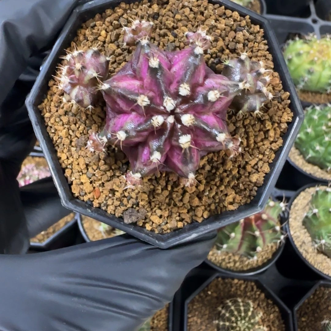 实生海神带盆土发货