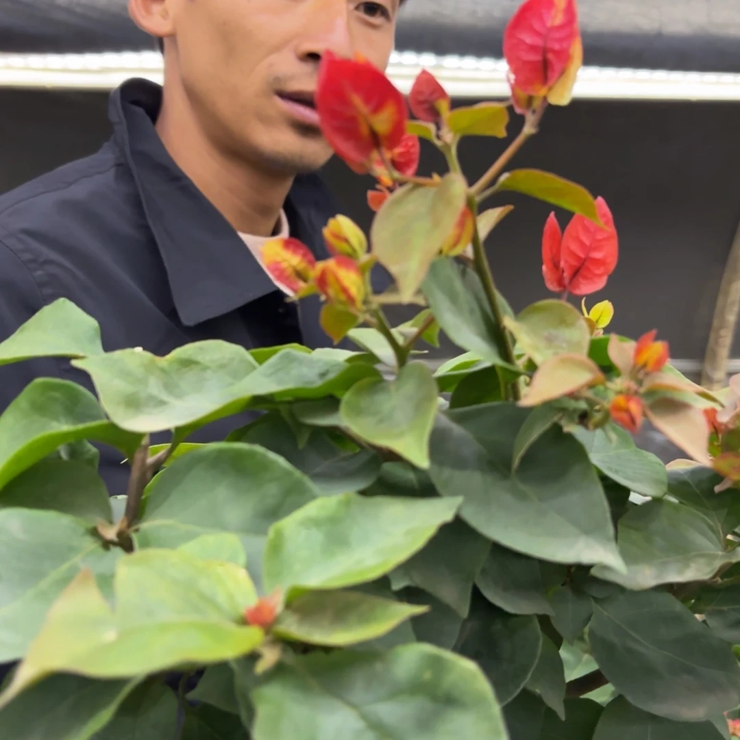 无花朵（迷幻）三角梅会落花落叶会光杆苗有大有小