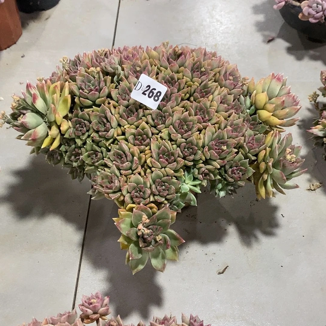 寶****ｇ268璀璨多肉植物