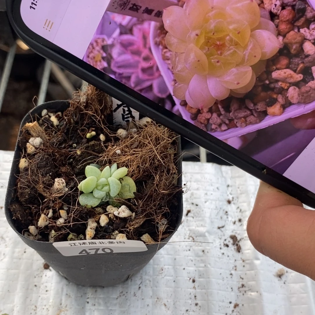 标签470皓宇黄财富一个多肉