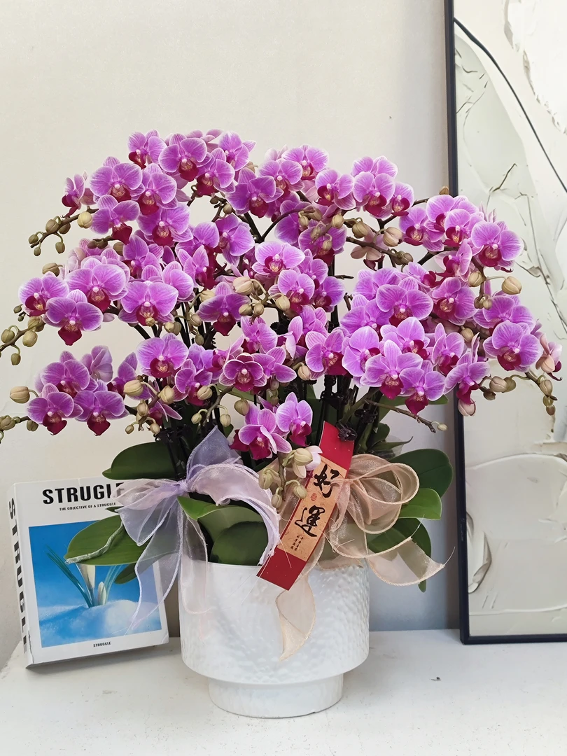 蝴蝶兰 【小仙女】真花 秋冬耐寒花卉 四季开花 多样性发货