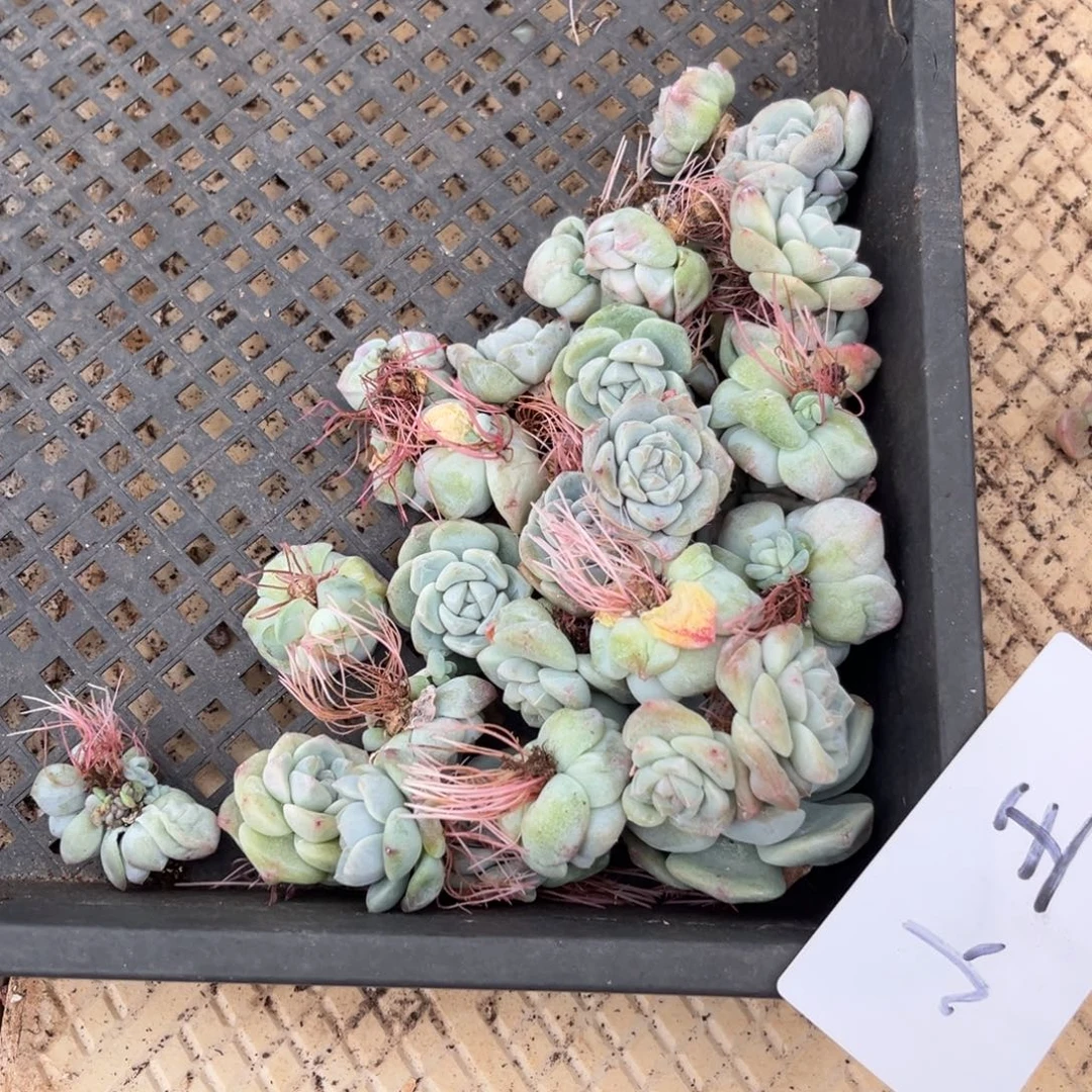 小王专拍冰玉小老庄一堆