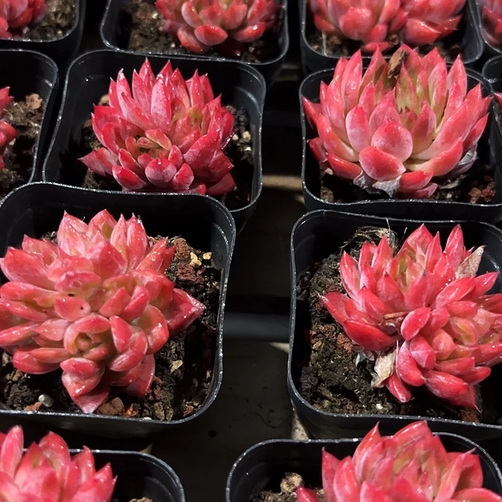 花歌   群      福利