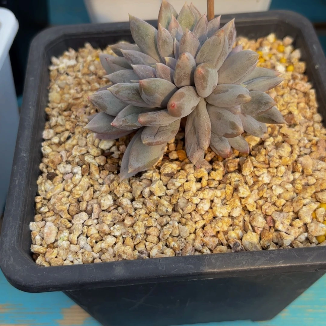 半*Jbjjkkkkjjjjjbbhjjjj