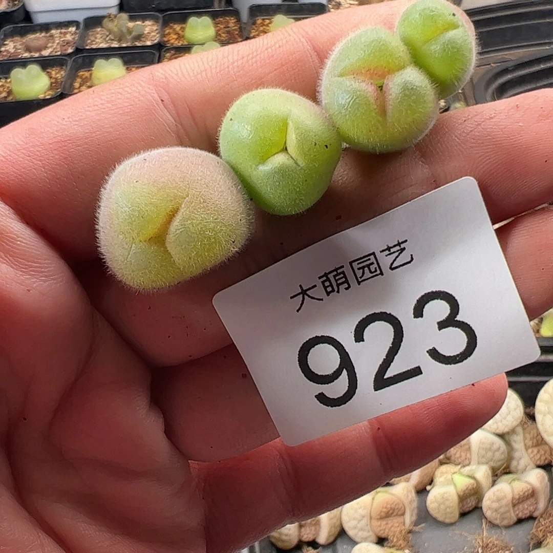 一物一拍。       923