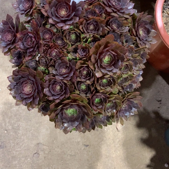 085万圣节变异多肉植物