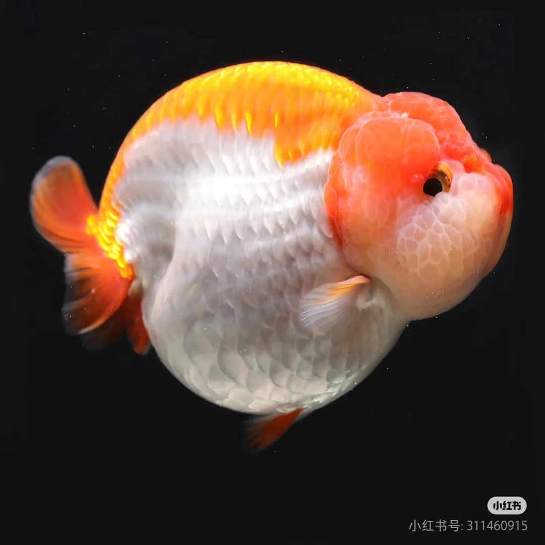 精品留养兰寿金鱼