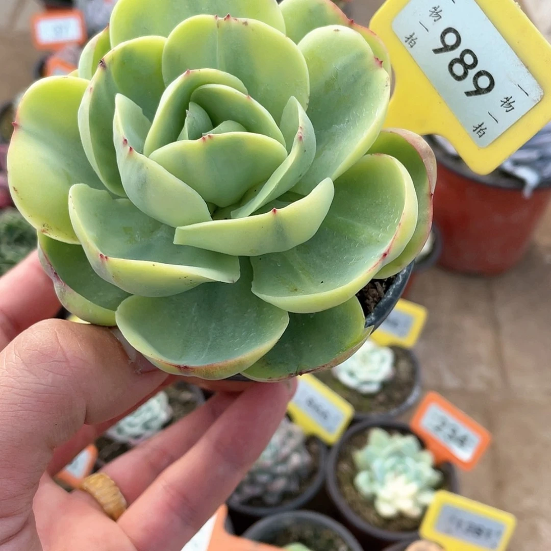 【闪购商品】989号