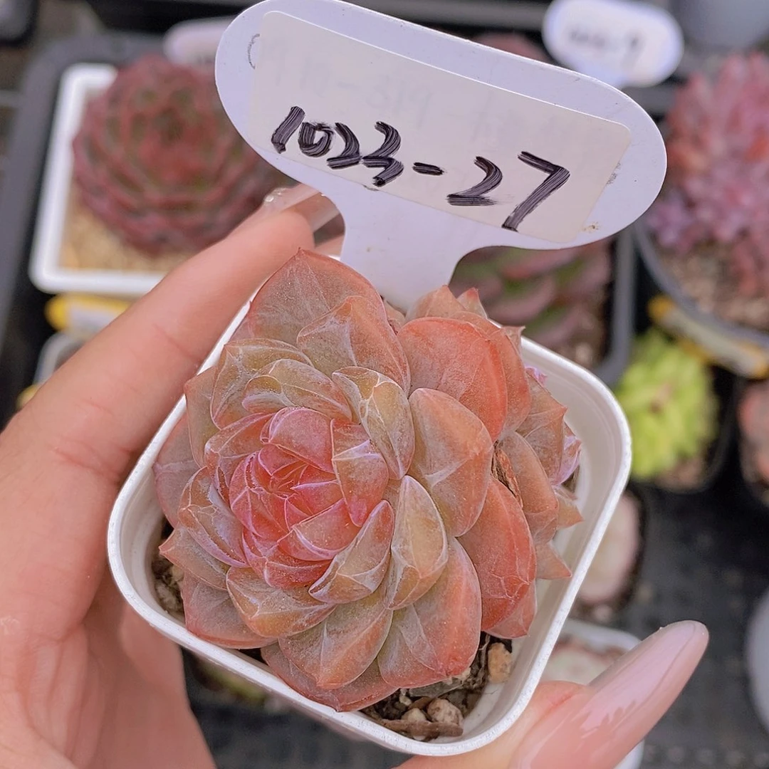 1023-27-糖心珍妮一颗一物一拍