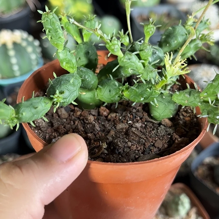 大戟科一物一拍自根17