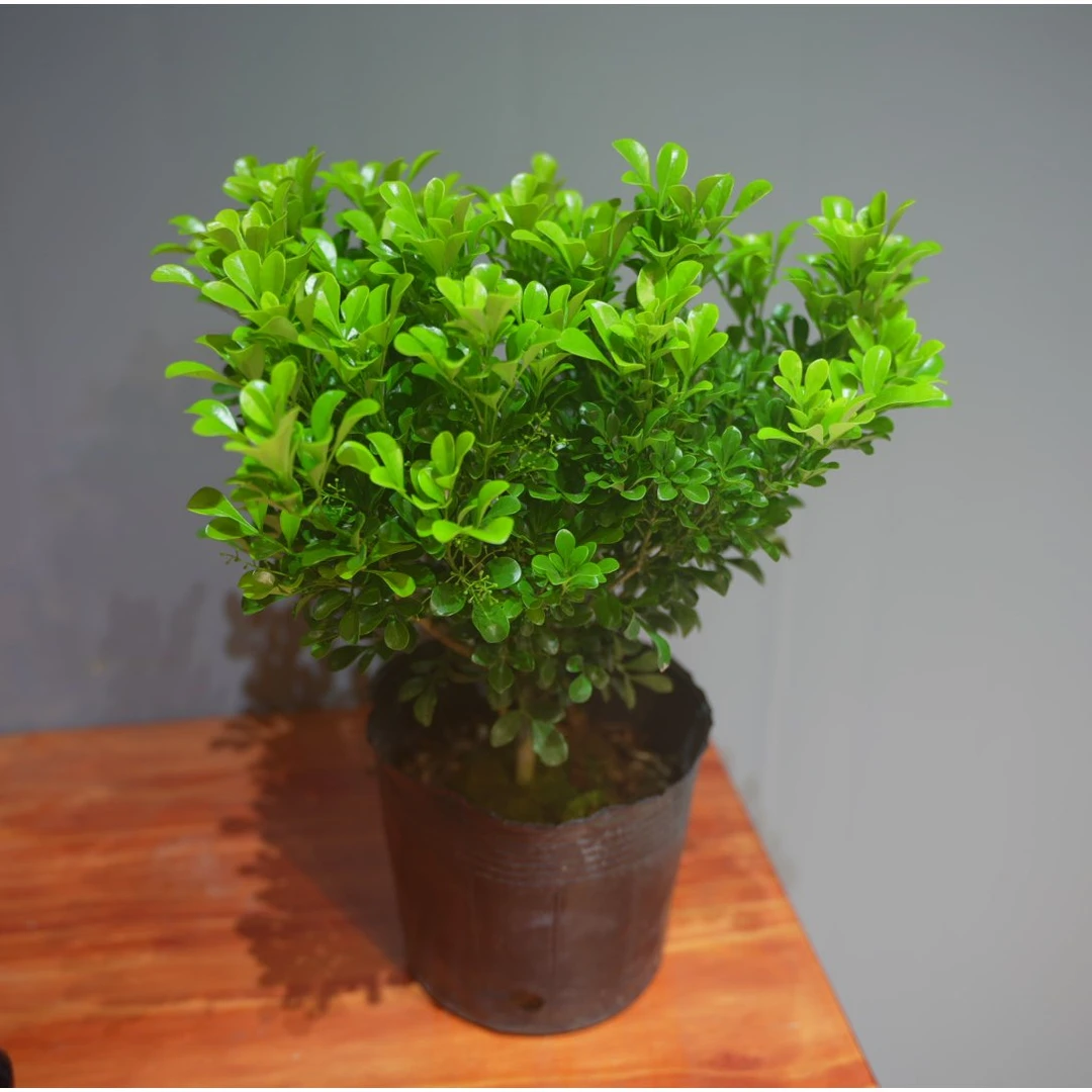 【基地直发】A香水米兰 不是独杆室内外好养懒人绿植落地盆栽