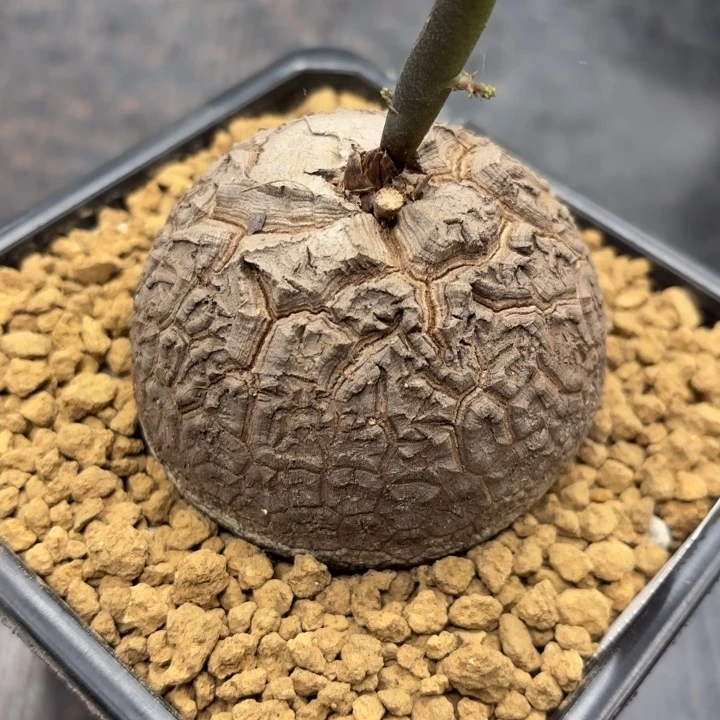 907号龟甲龙带盆包邮