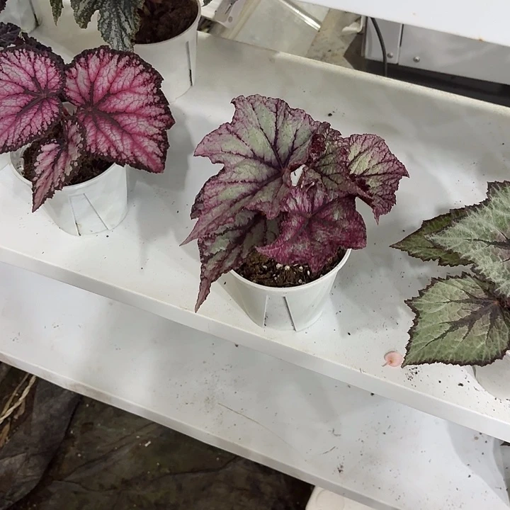 完全开放白教皇秋海棠