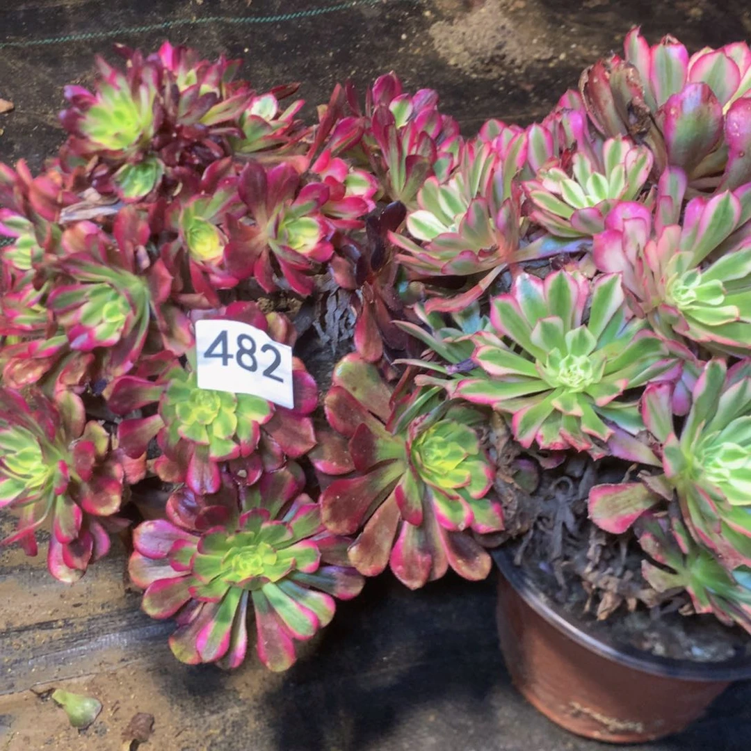 传*482特价组合多肉植物