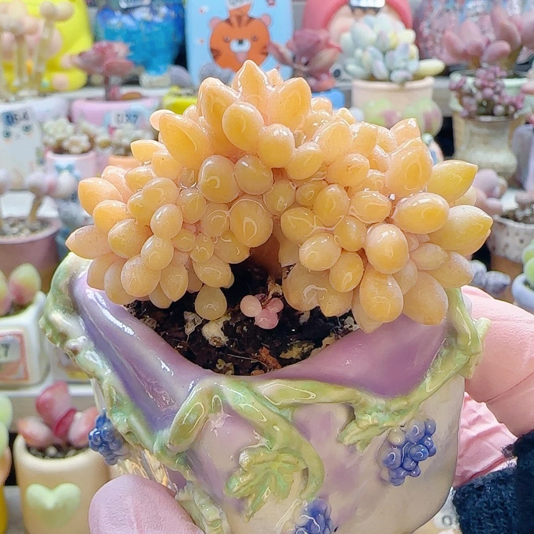 L奶酪杂交缀化 盆口4cm