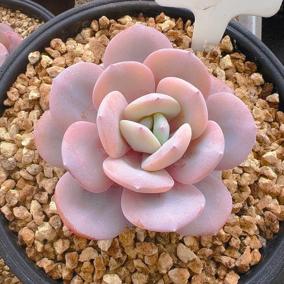 辛****法奶茶3083号一物一拍