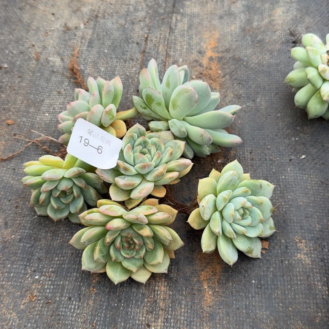 19-6珍妮绿菜二十颗量拍侧门右三