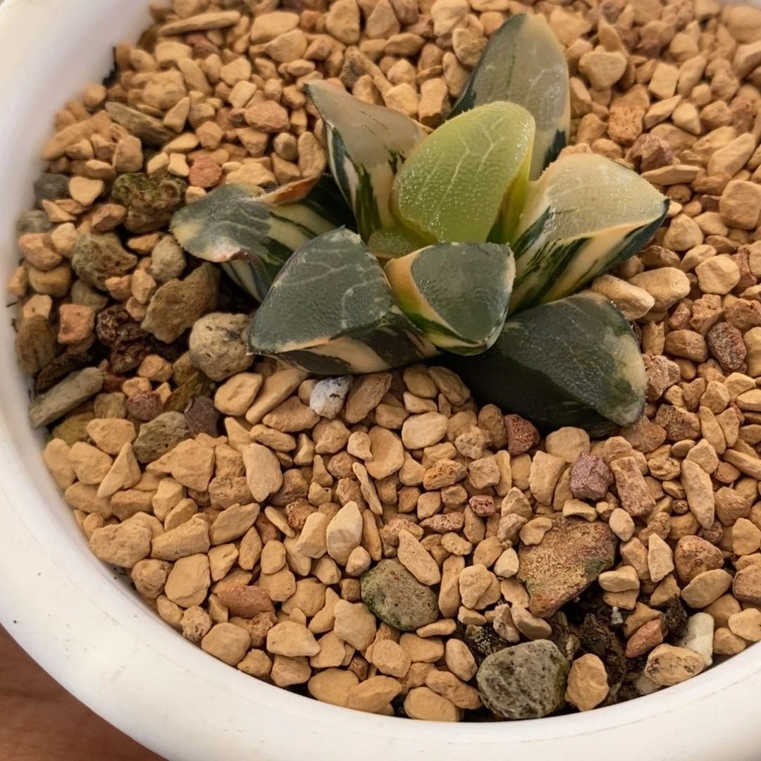 76号丘比特锦多肉植物