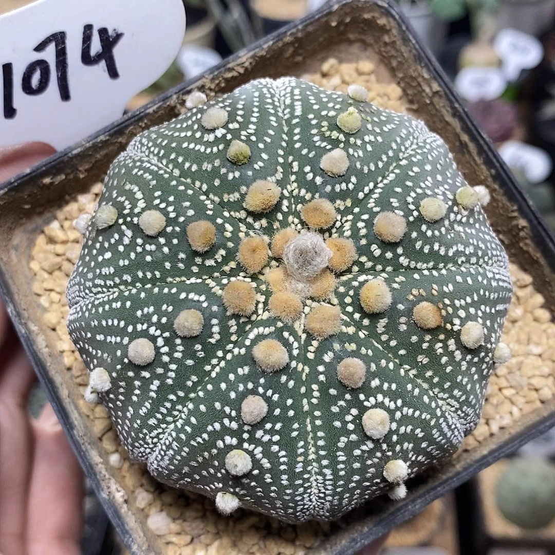 实生星兜1074号8cm