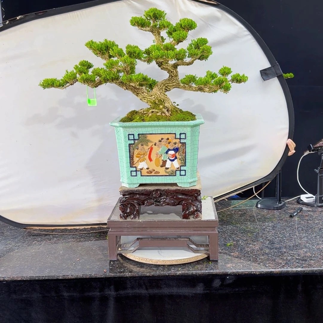 当前无花朵，栽培后可花朵