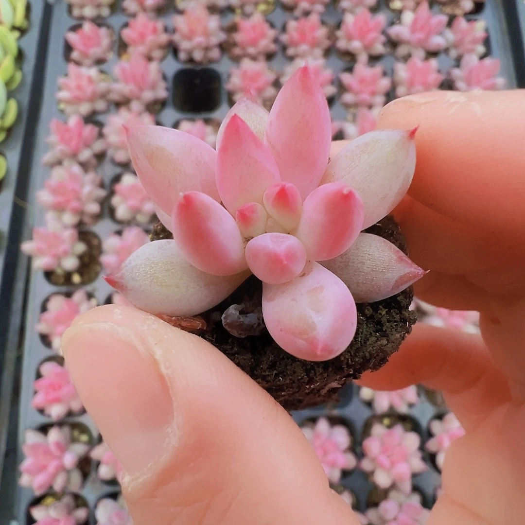 车厘子苗4颗19包邮多肉