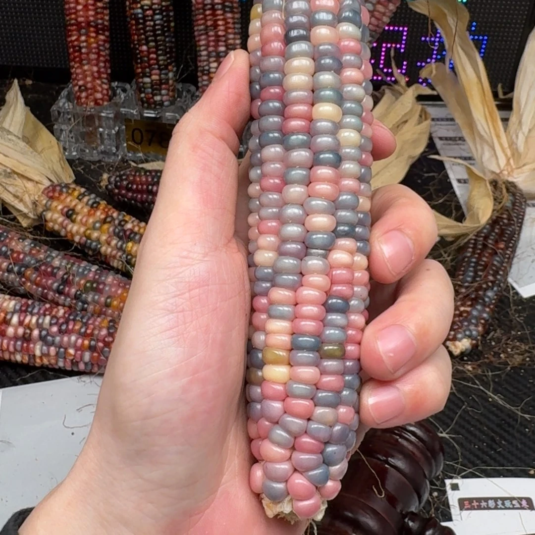 柏香籽/百香籽吊坠"*