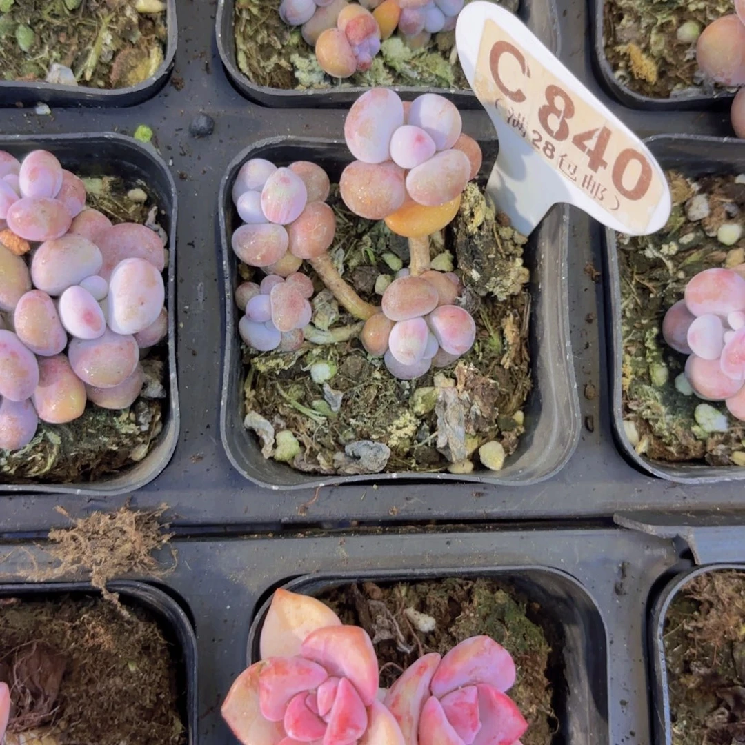 C840腰子蛋一物语拍