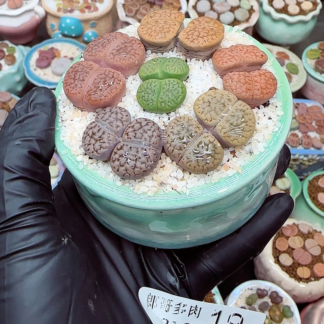 生石花满18包邮1212-19