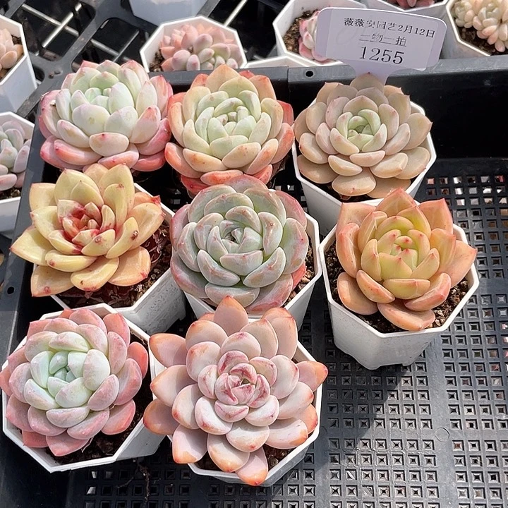 薇薇安园艺多肉1255