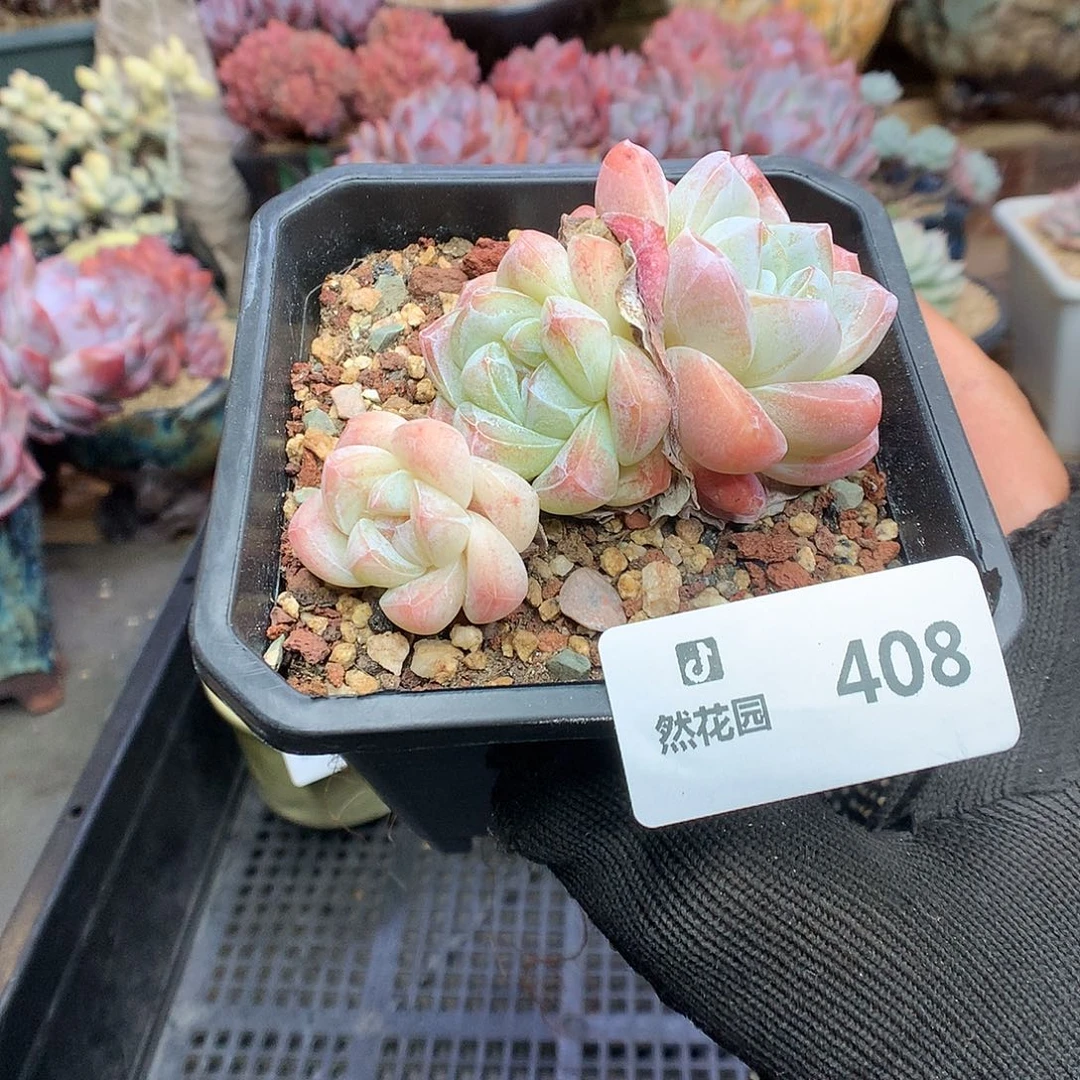 408冰玉多肉植物6666