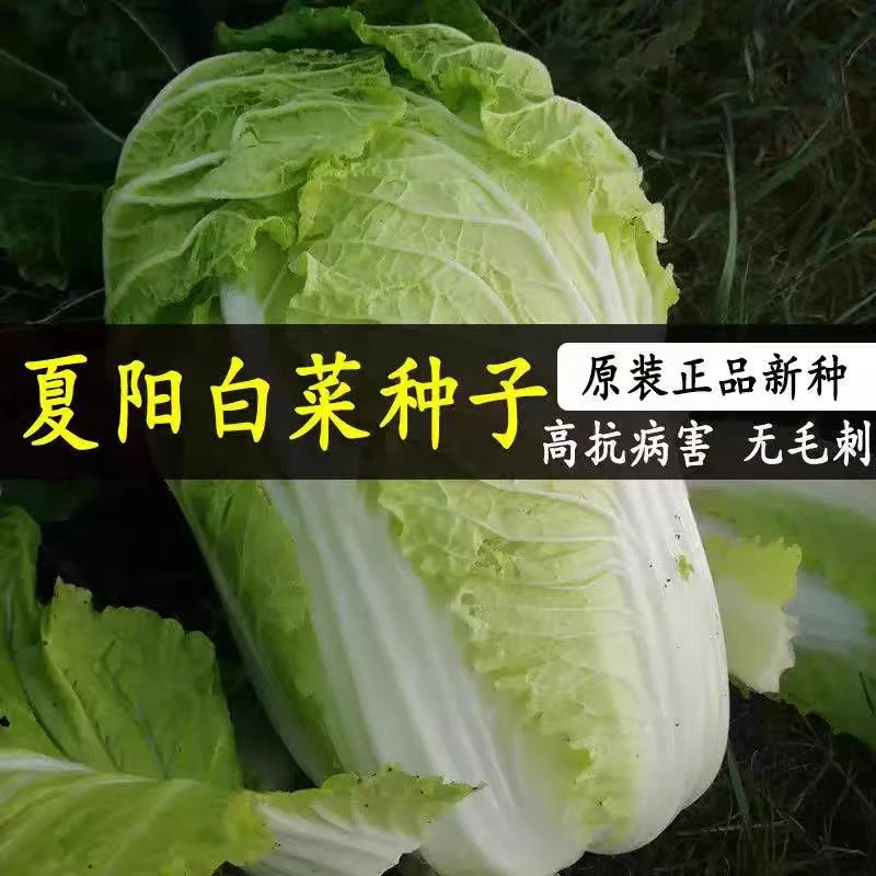 日本夏阳早50耐热大白菜种子山东白菜种籽四季农家庭院蔬菜白菜孑
