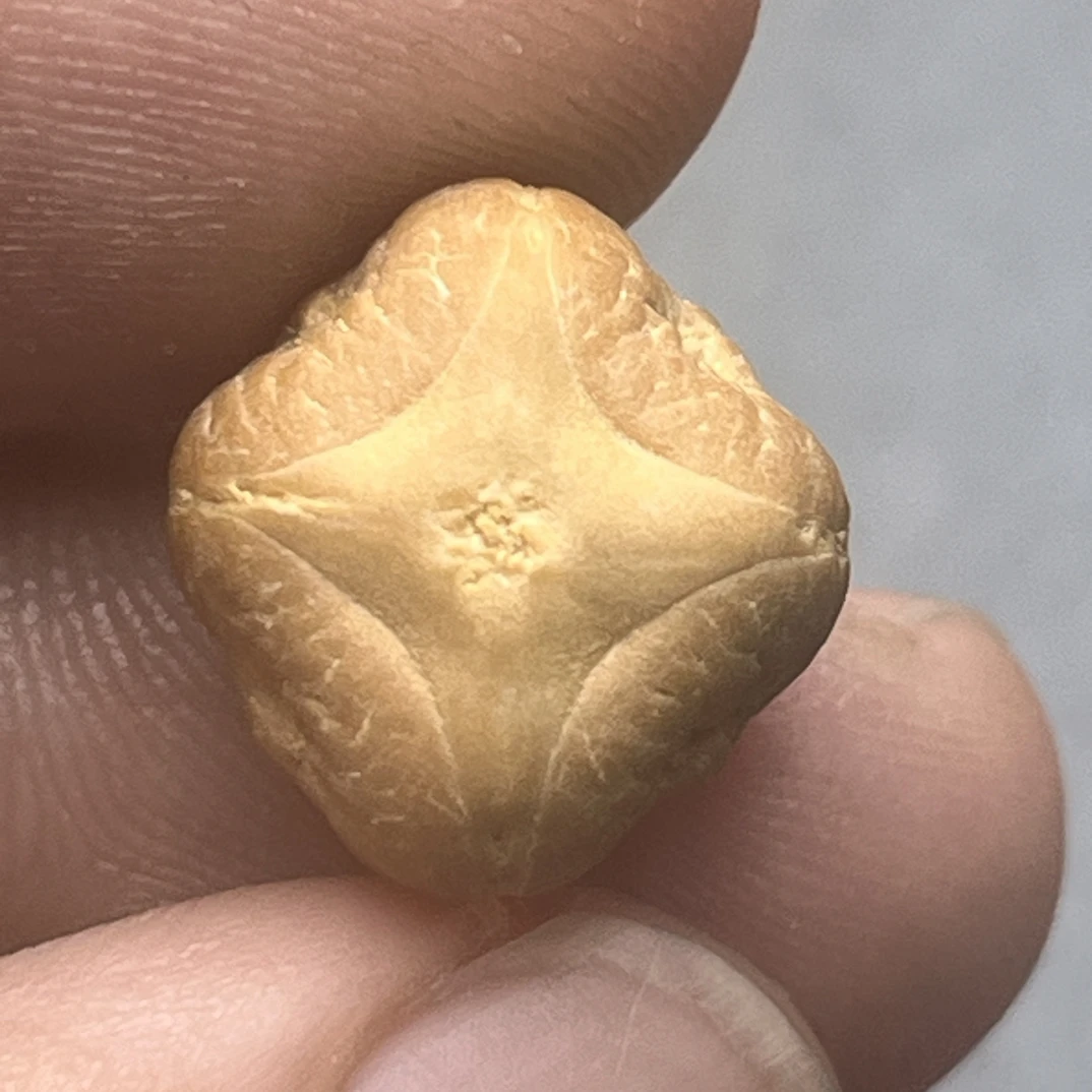 尼泊尔 二茬 实心 麒麟眼 尺寸13+ 好品质会说话